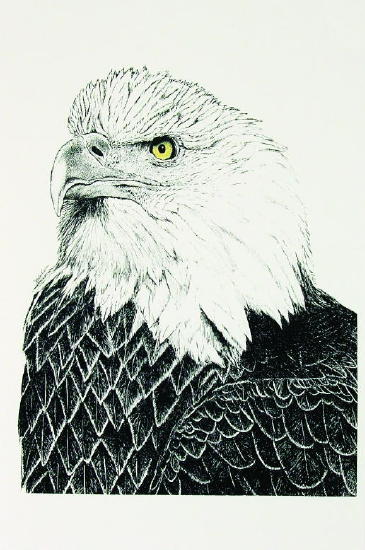 realistic eagle head drawings