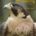 Falconry and Hawking by Phillip Glasier - currently out-of-stock