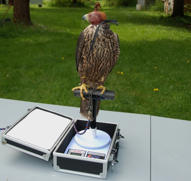 Digital Scale in Hard Case - Northwood Falconry