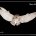 Barn Owl Flying Framed Print