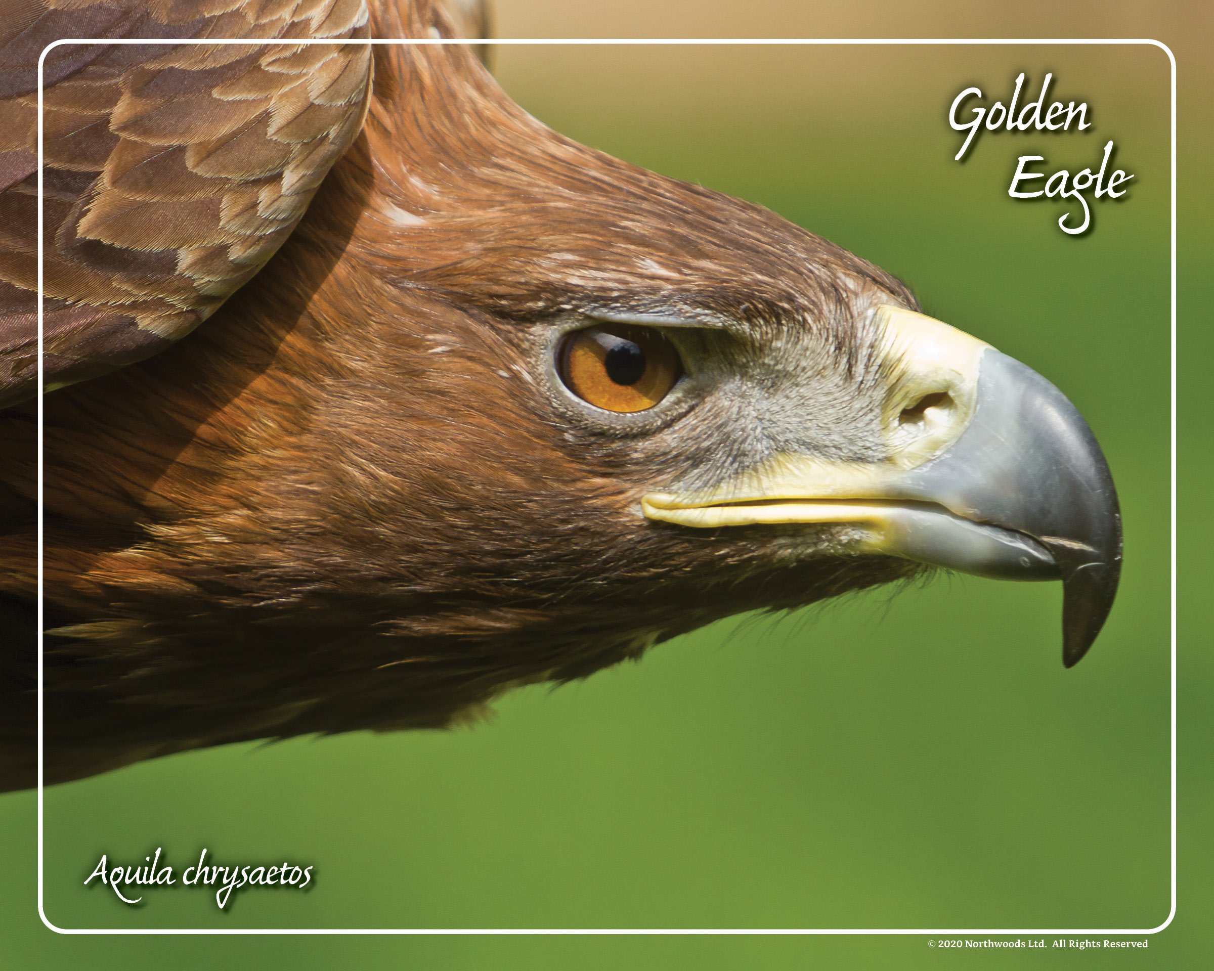 Golden Eagle Framed Print - Northwood Falconry