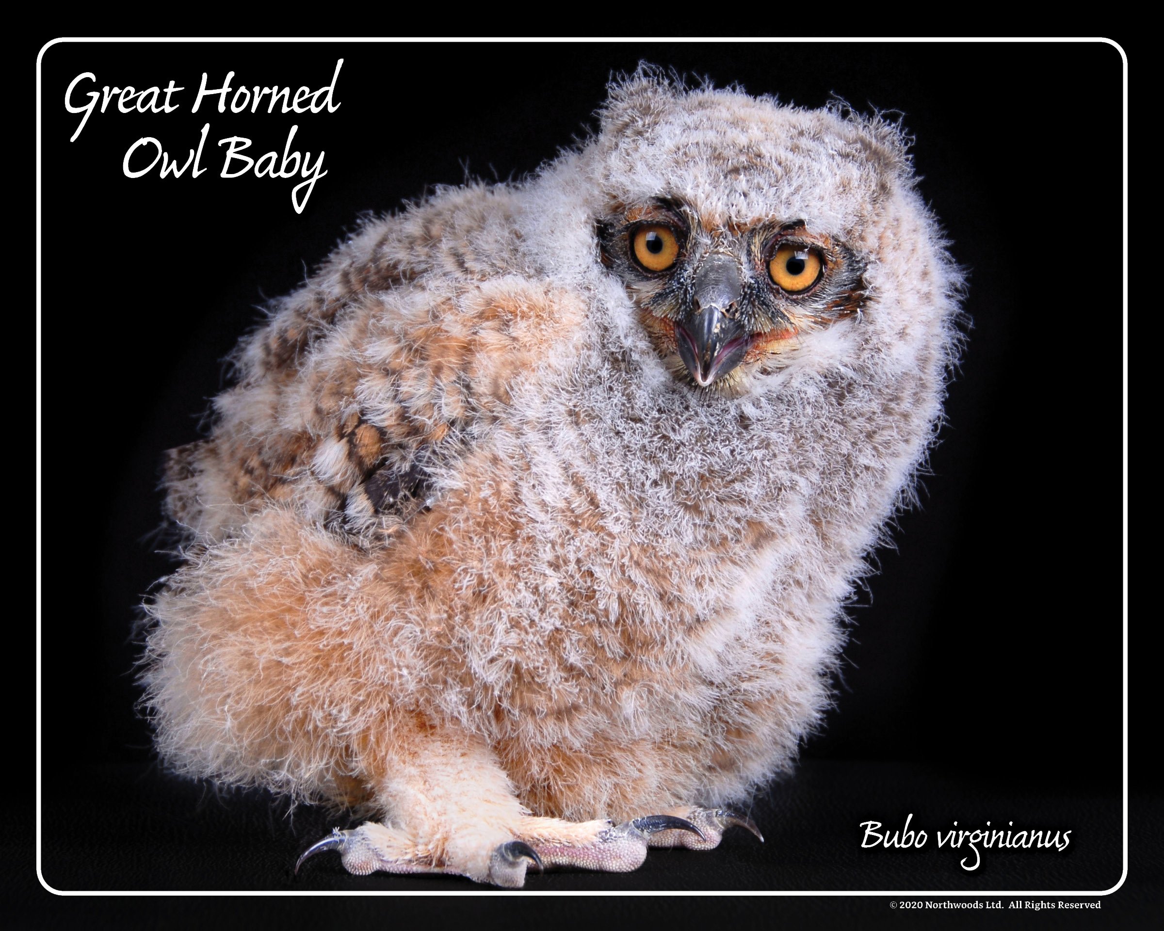 baby horned owls