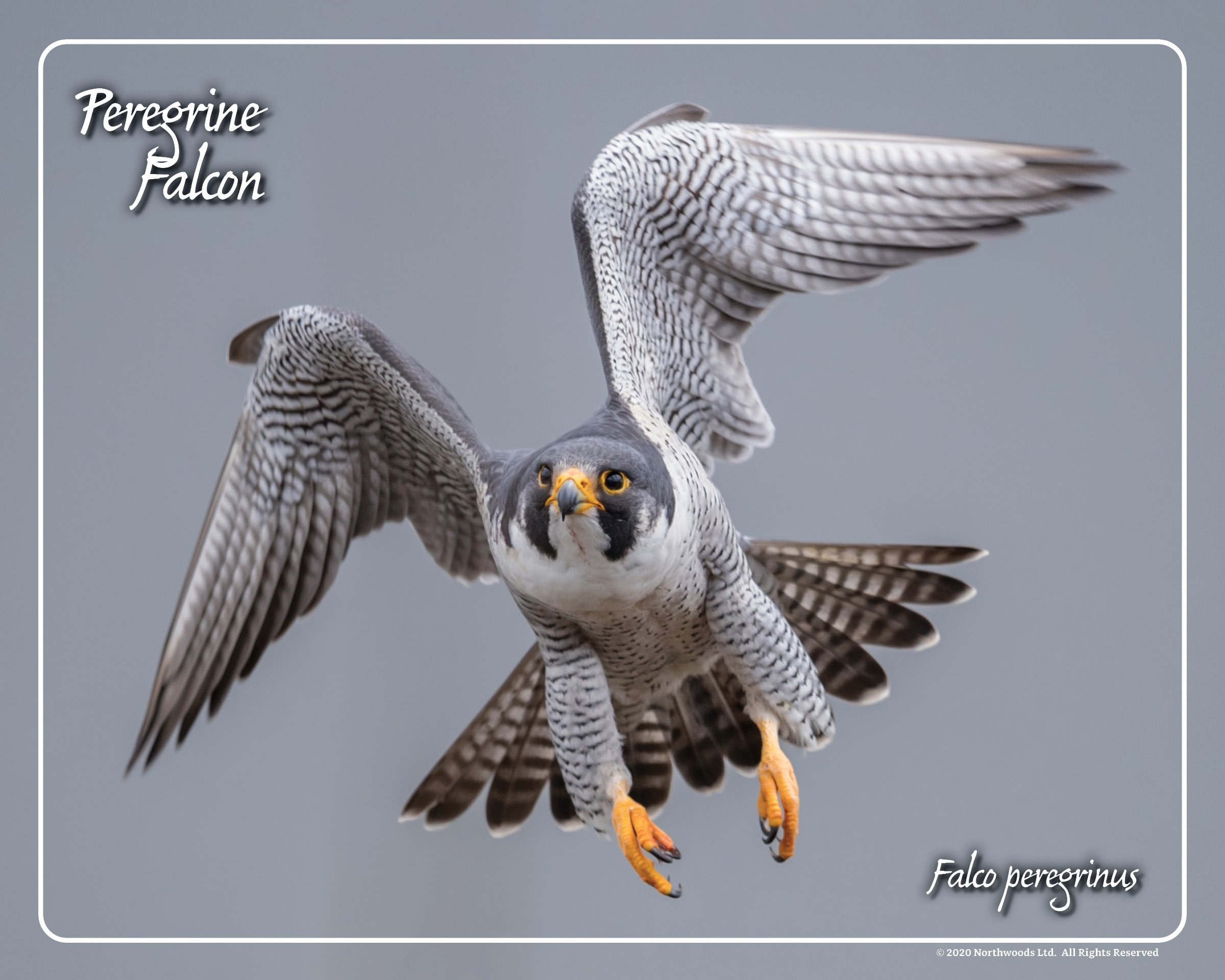 peregrine falcon fastest