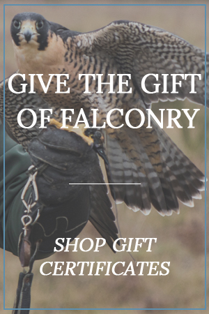 Welcome - Northwood Falconry